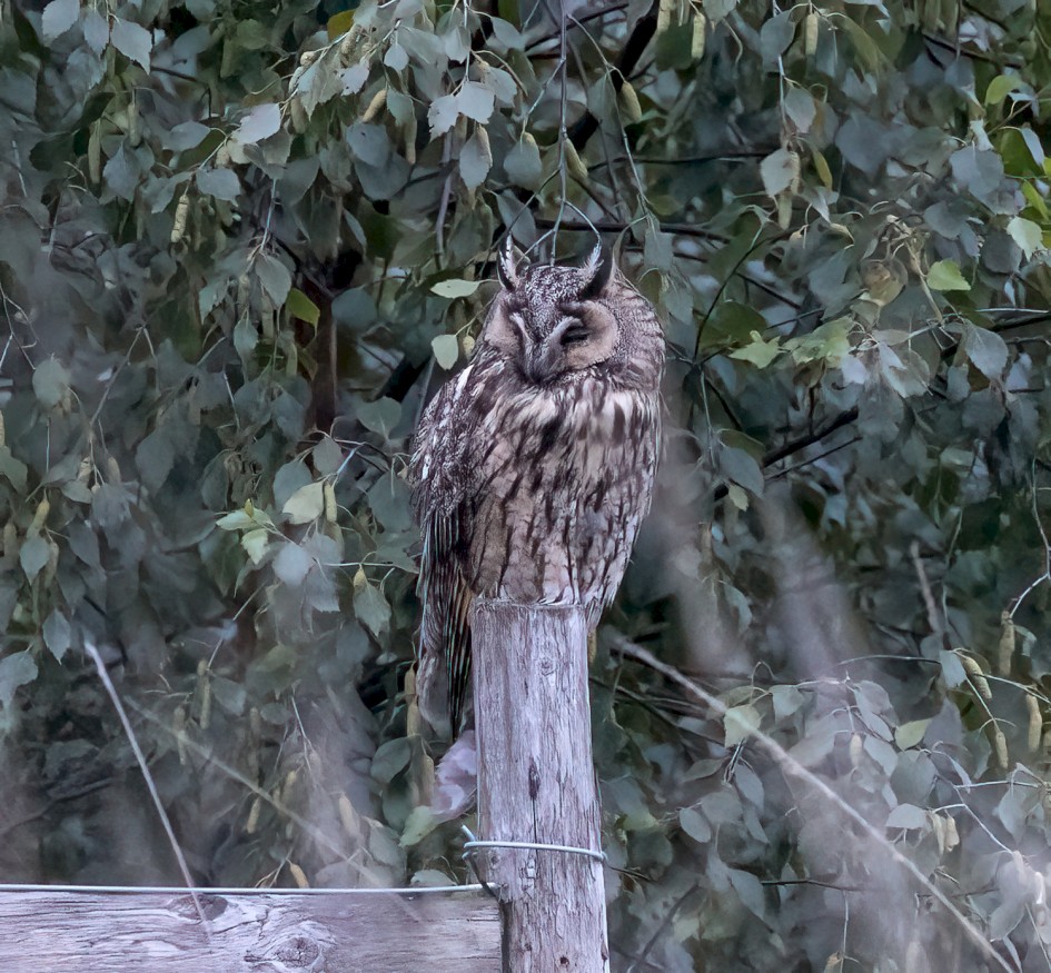 Long-eared Owl , 1/60 sec, f/7.1, 500 mm, ISO 16000