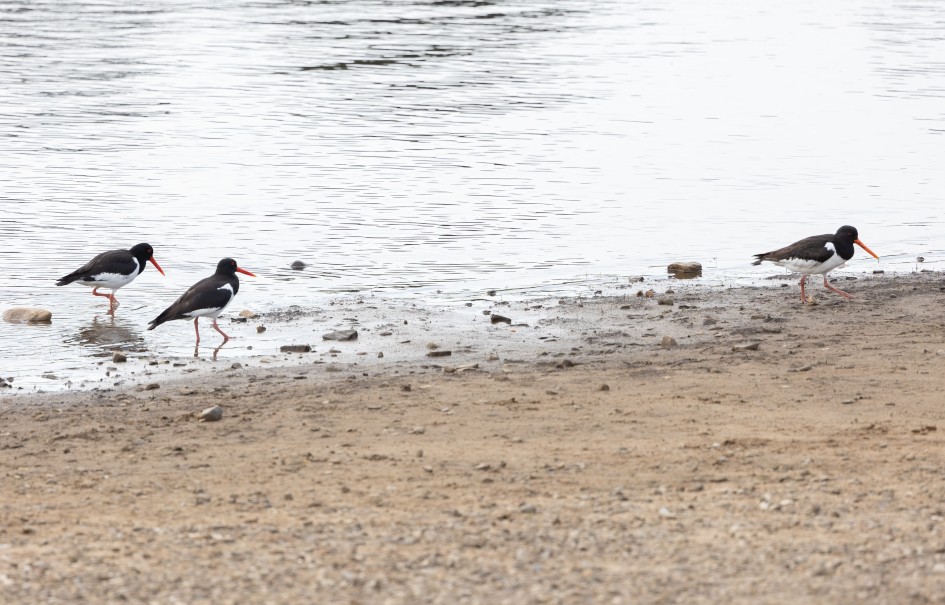 Oystercatchers, 1/500 sec, f/7.1, 500 mm, ISO 500