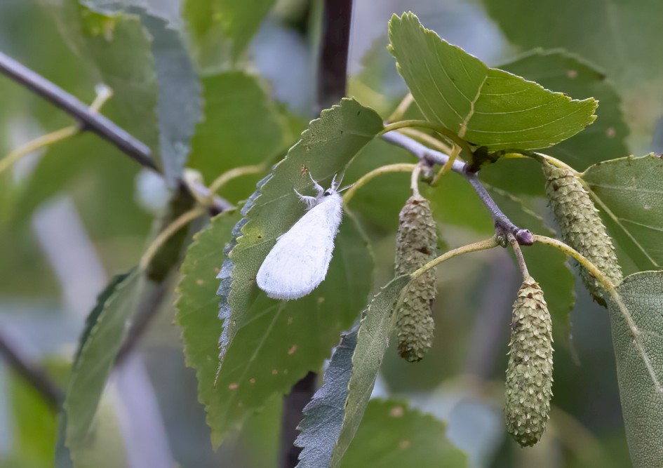 Yellow-tail Moth, 1/80 sec, f/7.1, 500 mm, ISO 10000
