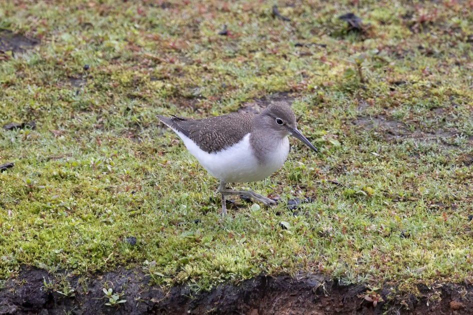 Common Sandpiper, 1/500 sec, f/7.1, 500 mm, ISO 1600