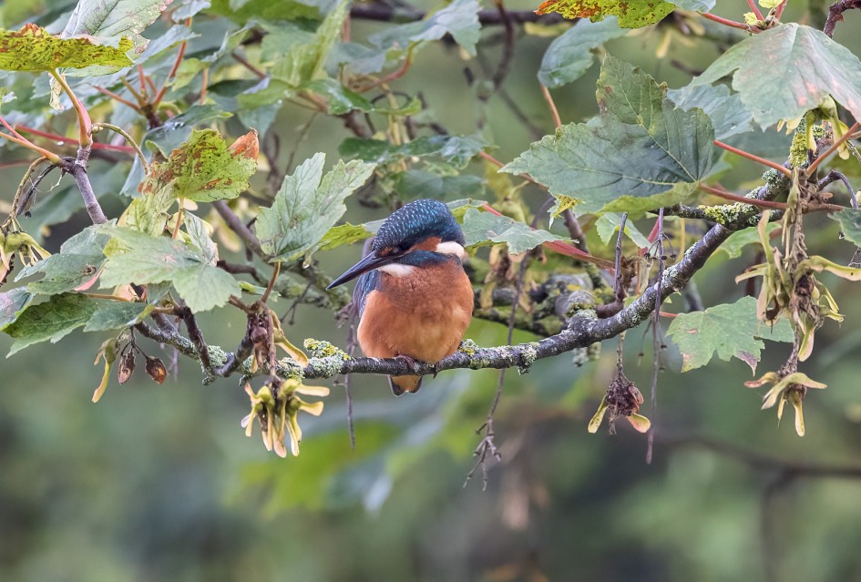 Kingfisher, 1/500 sec, f/7.1, 500 mm, ISO 4000
