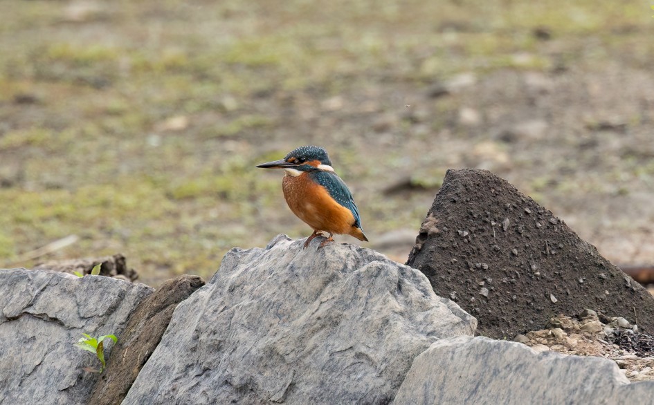 Kingfisher , 1/500 sec, f/7.1, 500 mm, ISO 800