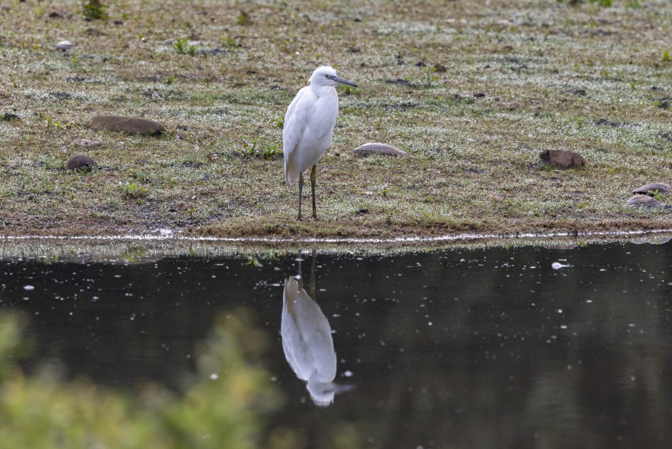 Little Egret, 1/500 sec, f/7.1, 500 mm, ISO 400