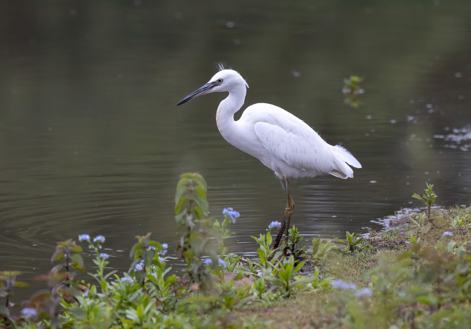 Little Egret, 1/500 sec, f/7.1, 500 mm, ISO 1250