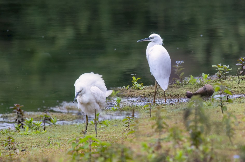 Little Egrets
