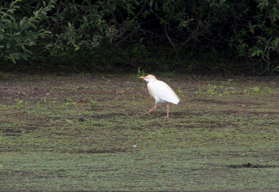 Cattle Egret, 1/640 sec, f/7.1, 500 mm, ISO 800