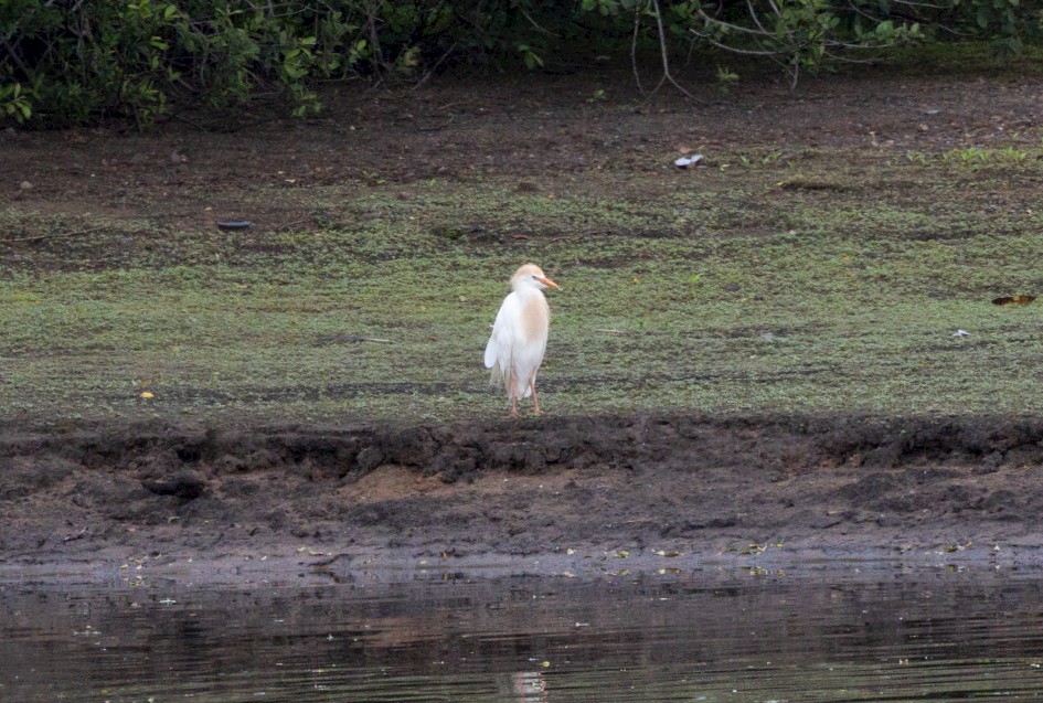 Cattle Egret , 1/500 sec, f/7.1, 500 mm, ISO 2000