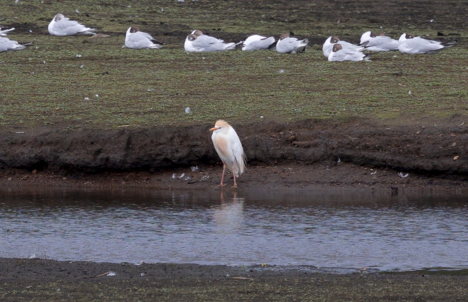 Cattle Egret , 1/250 sec, f/7.1, 500 mm, ISO 100