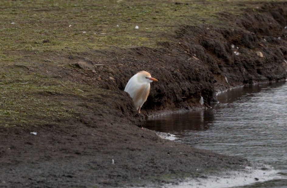 Cattle Egret , 1/500 sec, f/7.1, 500 mm, ISO 250