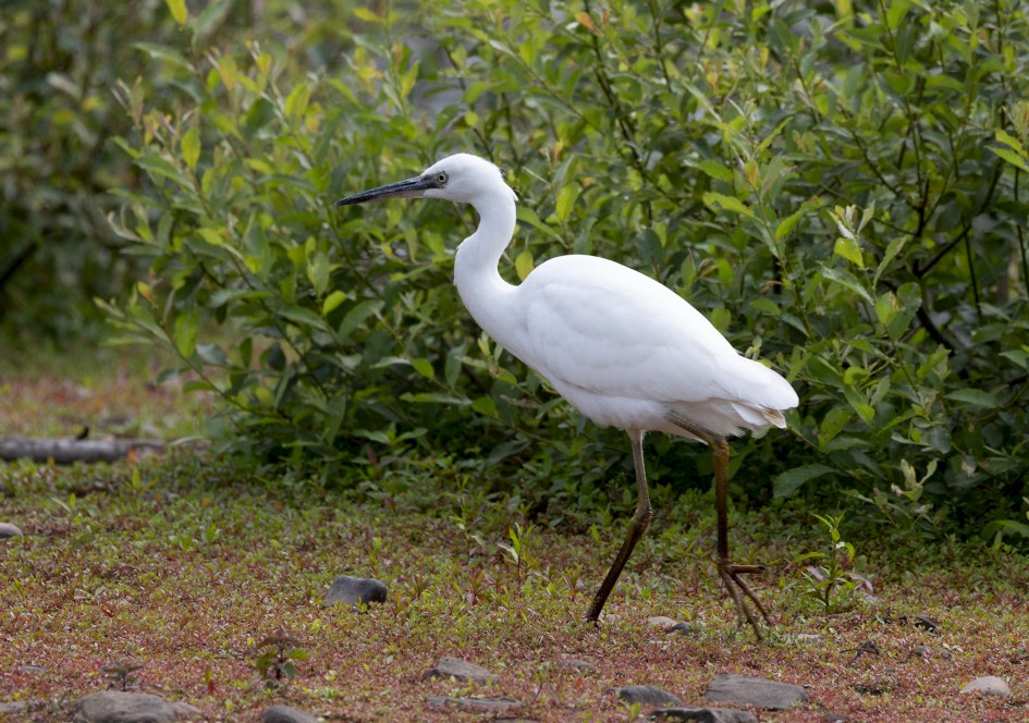 Little Egret, 1/500 sec, f/7.1, 500 mm, ISO 320