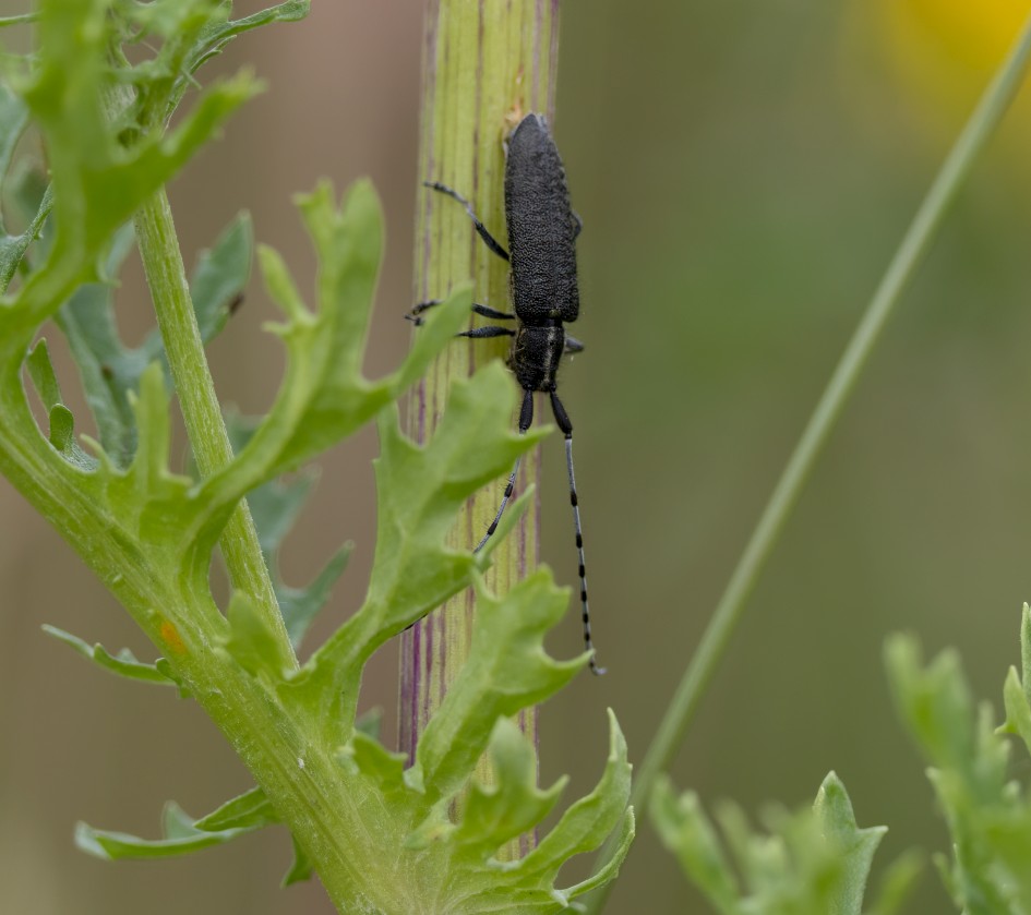 Golden-bloomed Grey Longhorn Beetle, 1/640 sec, f/7.1, 500 mm, ISO 640