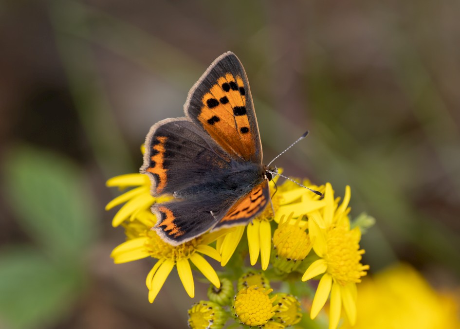 Small Copper, 1/640 sec, f/7.1, 500 mm, ISO 400