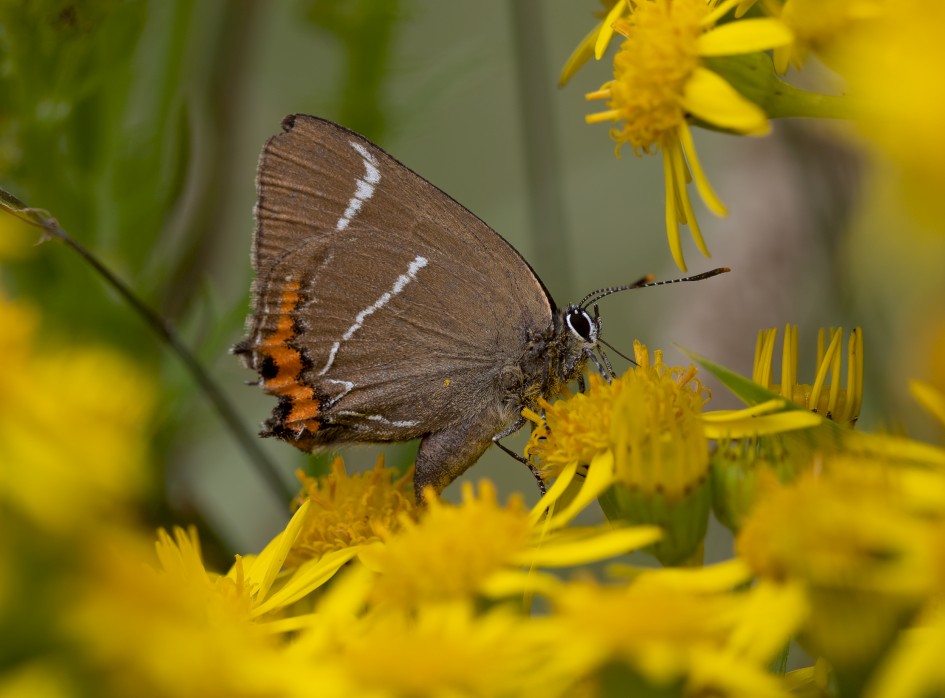 White Letter Hairstreak, 1/500 sec, f/7.1, 500 mm, ISO 400