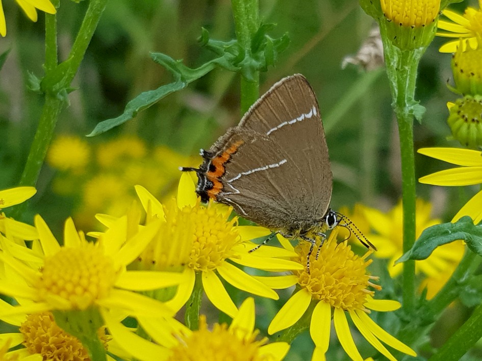 White Letter Hairstreak, 1/602 sec, f/1.7, 4.2 mm, ISO 40