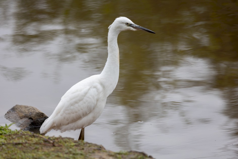 Little Egret, 1/500 sec, f/6.3, 428 mm, ISO 320