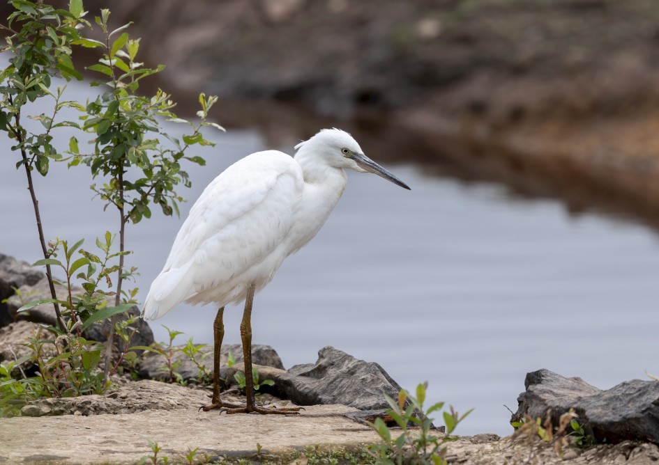 Little Egret , 1/500 sec, f/7.1, 500 mm, ISO 500