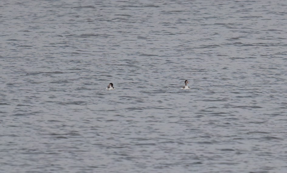 Shelduck-, 1/500 sec, f/7.1, 500 mm, ISO 400