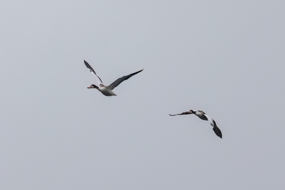 Shelduck, 1/2000 sec, f/7.1, 500 mm, ISO 800