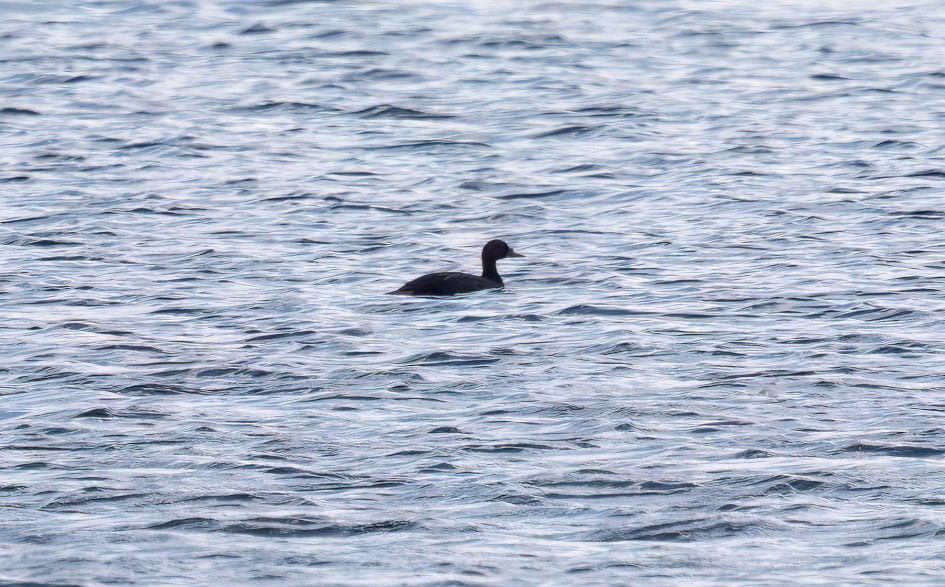 Common Scoter-, 1/500 sec, f/7.1, 500 mm, ISO 200