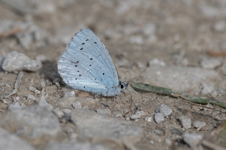 Holly Blue, 1/640 sec, f/7.1, 500 mm, ISO 125