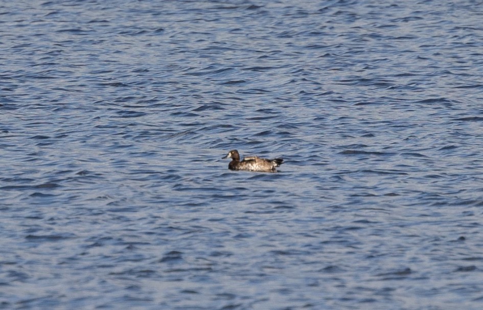 Aythya, 1/640 sec, f/7.1, 500 mm, ISO 200