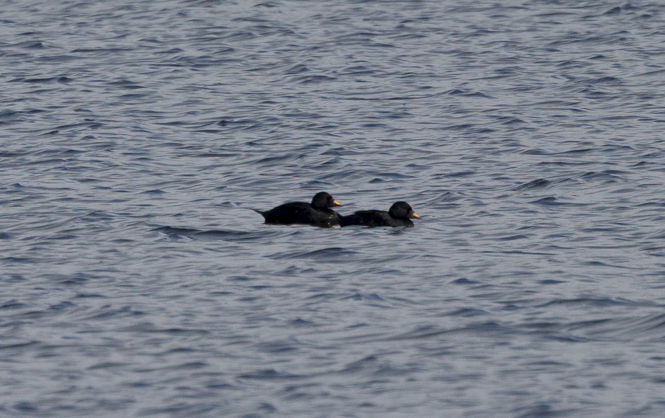 Common Scoters-, 1/500 sec, f/7.1, 500 mm, ISO 160