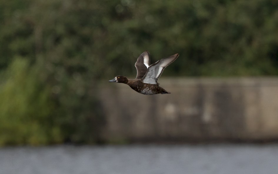 Scaup , 1/2000 sec, f/7.1, 500 mm, ISO 1250