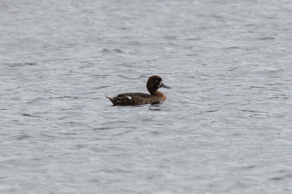 Scaup , 1/2500 sec, f/7.1, 500 mm, ISO 640