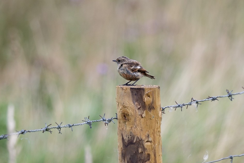 Stonechat, 1/100 sec, f/7.1, 500 mm, ISO 100