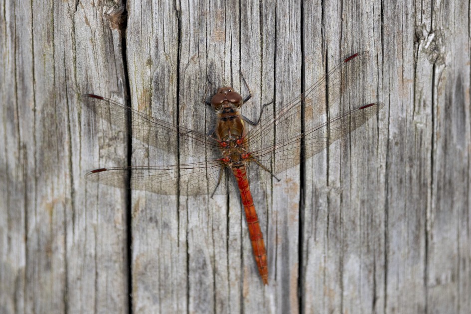 Common Darter, 1/2000 sec, f/7.1, 500 mm, ISO 1250