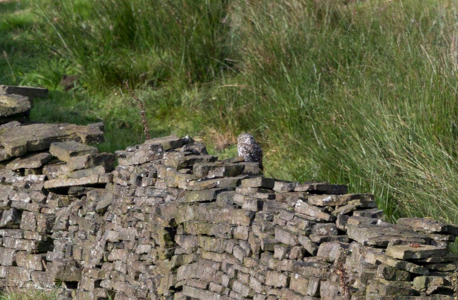 Little Owl, 1/2500 sec, f/7.1, 500 mm, ISO 1600