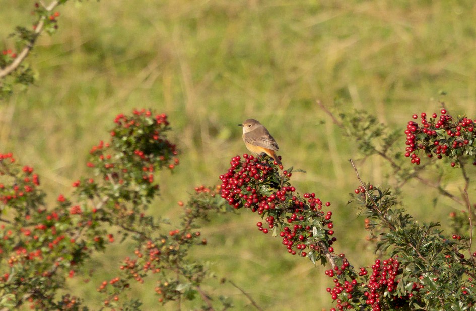Redstart, 1/2000 sec, f/7.1, 500 mm, ISO 1250