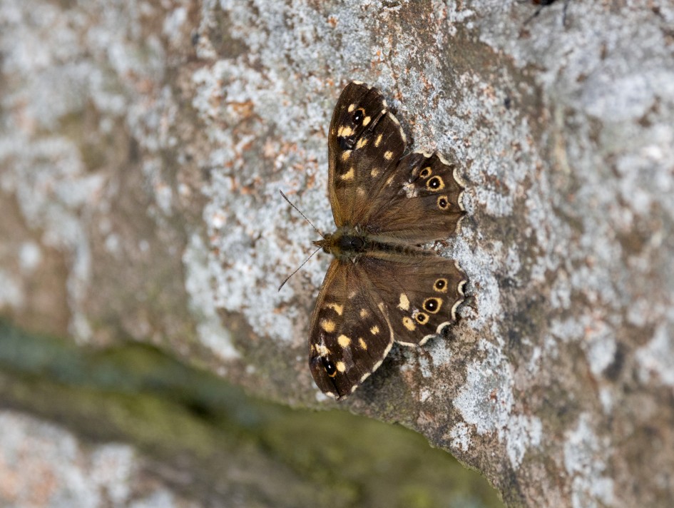 Speckled Wood, 1/2000 sec, f/7.1, 500 mm, ISO 1250