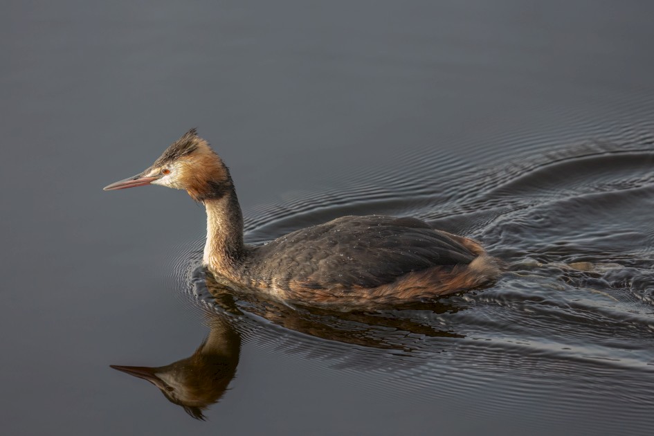 Great Crested Grebe, 1/2000 sec, f/6.3, 428 mm, ISO 3200