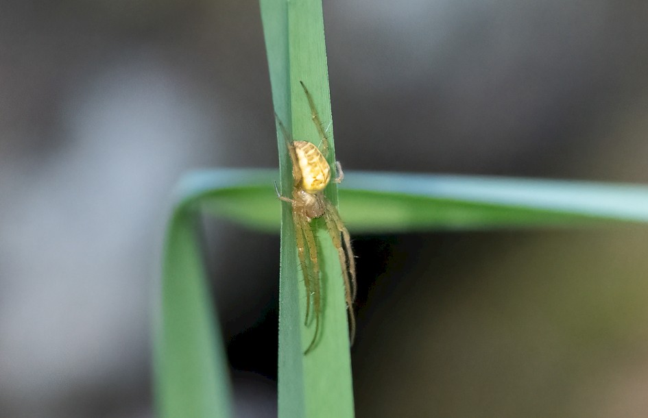 Metellina-segmentata, 1/2500 sec, f/5.6, 363 mm, ISO 10000