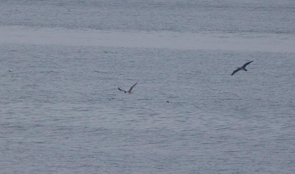 Brown Booby , 1/2000 sec, f/7.1, 500 mm, ISO 640