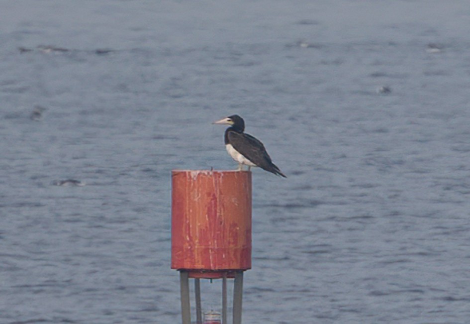 Brown Booby