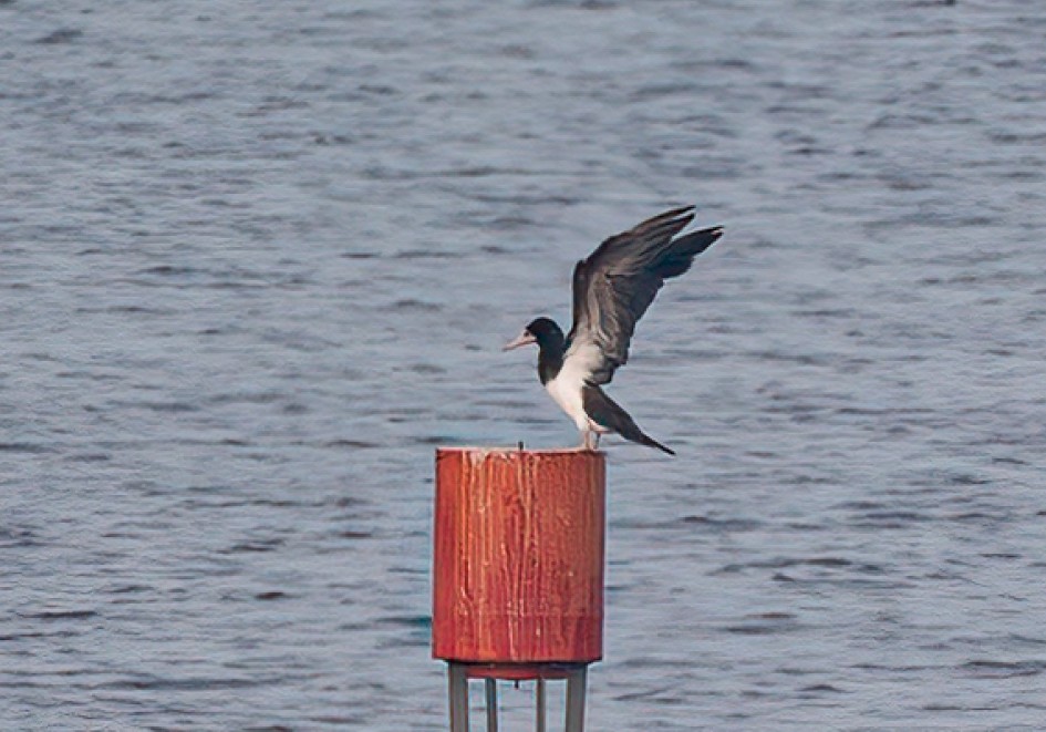 Brown Booby