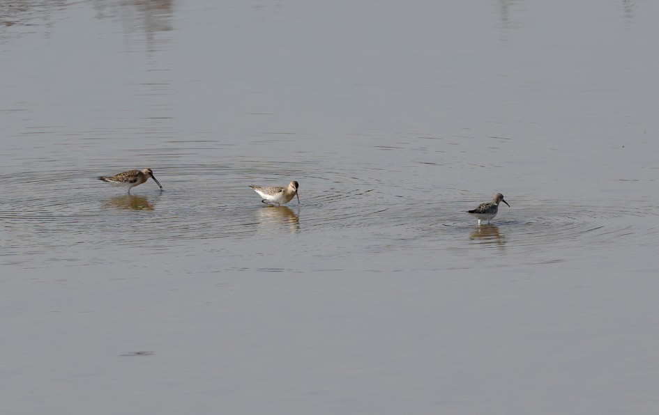 Curlew Sandpipers, 1/2500 sec, f/7.1, 500 mm, ISO 400
