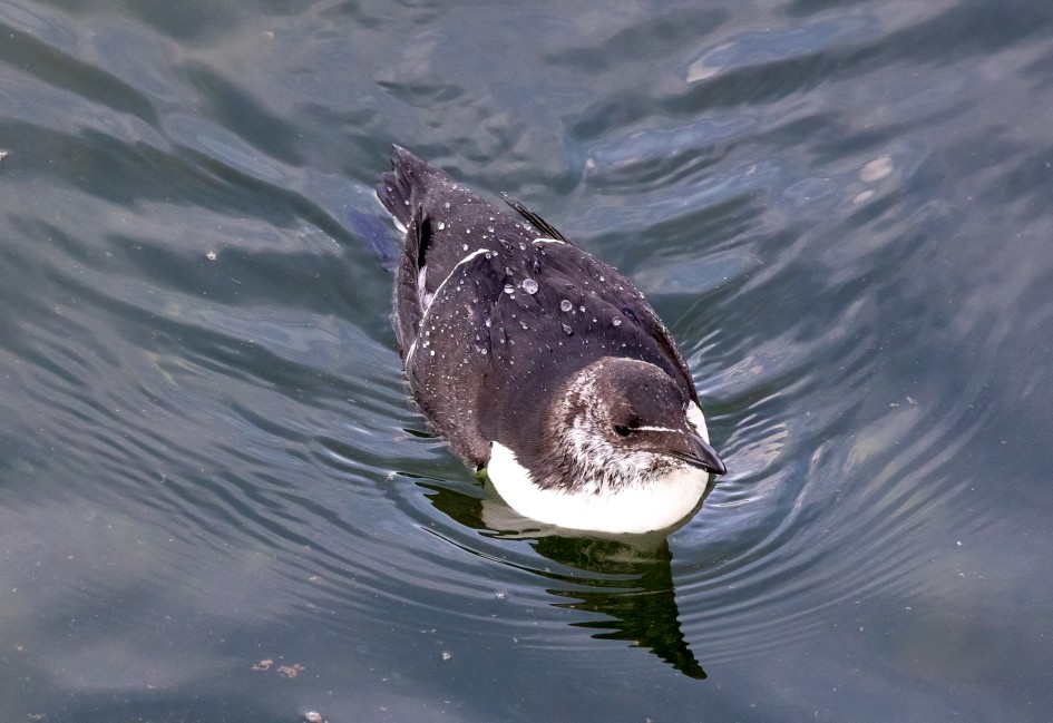 Razorbill , 1/2500 sec, f/7.1, 500 mm, ISO 3200