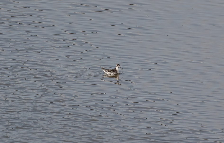 Red-necked Phalarope, 1/2500 sec, f/7.1, 500 mm, ISO 500