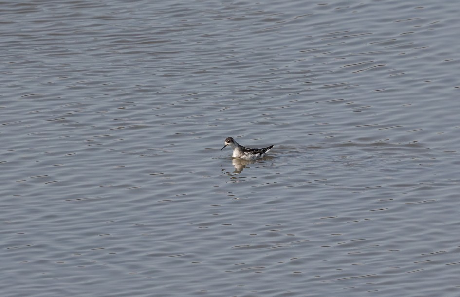 Red-necked Phalarope , 1/2500 sec, f/7.1, 500 mm, ISO 640