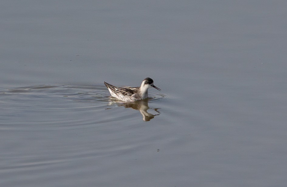 Red-necked Phalarope , 1/2000 sec, f/7.1, 500 mm, ISO 500