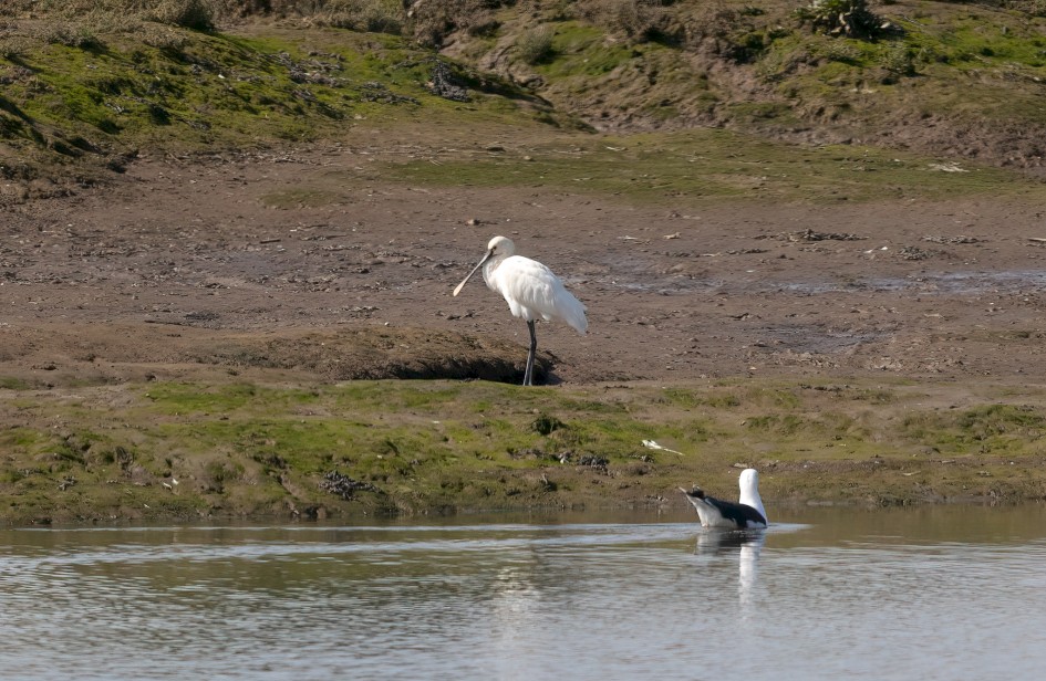 Spoonbill, 1/2500 sec, f/7.1, 500 mm, ISO 800
