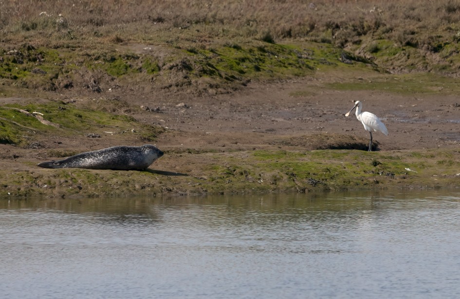 Spoonbill And Seal, 1/2500 sec, f/7.1, 500 mm, ISO 800