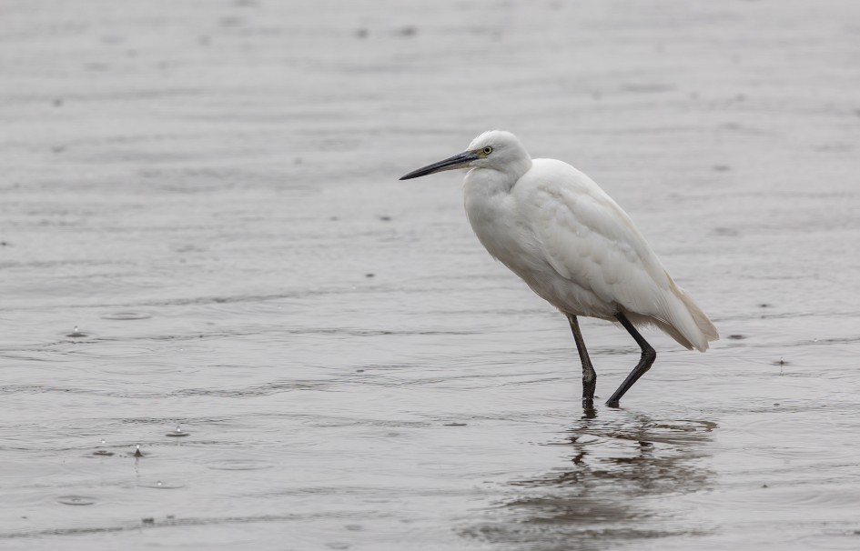 Little Egret-, 1/80 sec, f/7.1, 500 mm, ISO 100