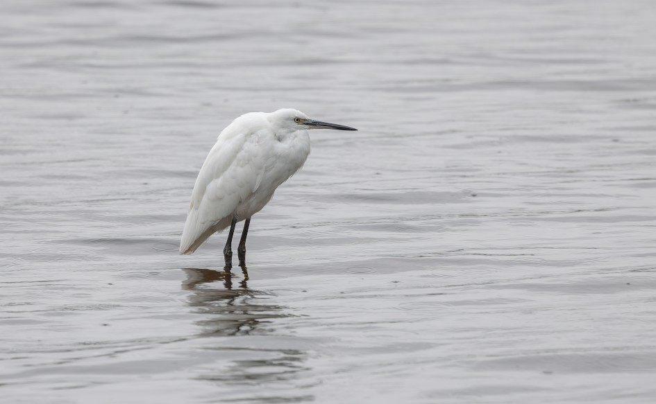 Little Egret-, 1/60 sec, f/7.1, 500 mm, ISO 100