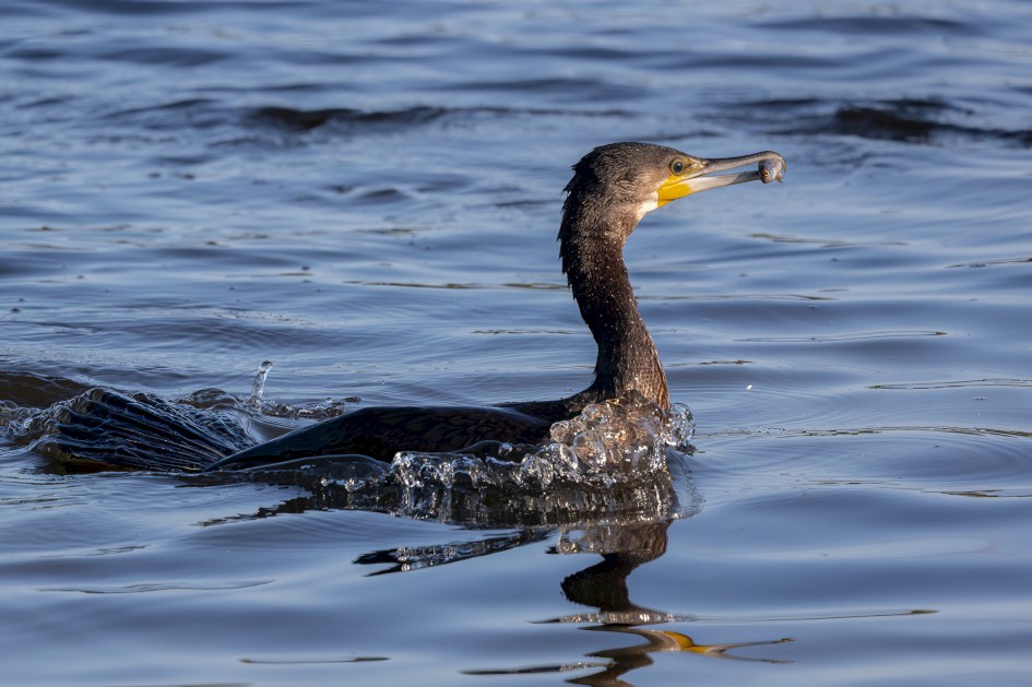 Cormorant-, 1/2500 sec, f/7.1, 500 mm, ISO 1250