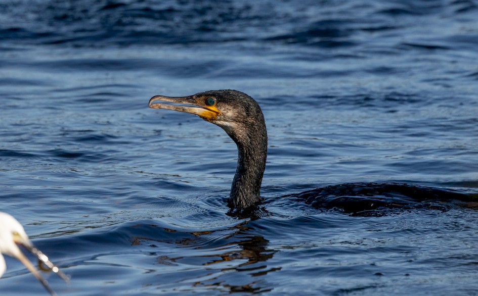 Cormorant, 1/2500 sec, f/7.1, 500 mm, ISO 1000