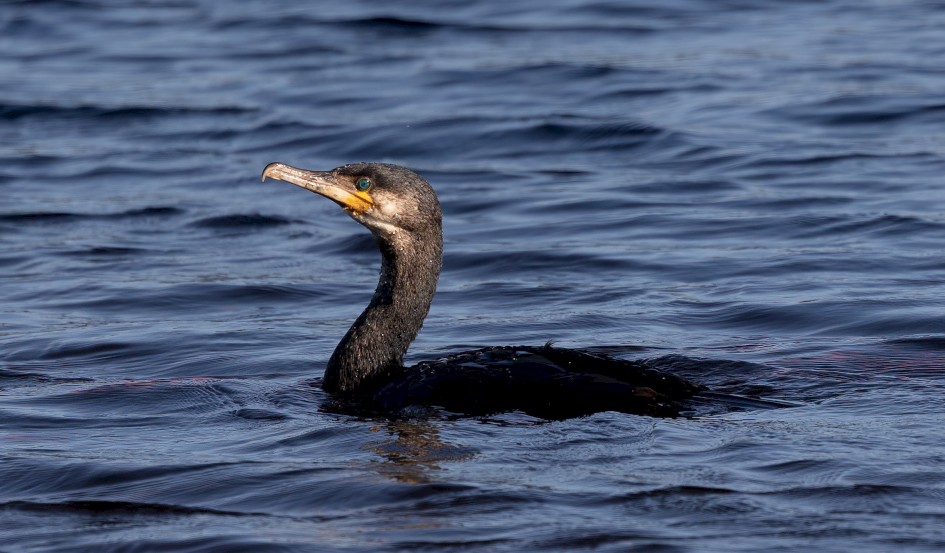 Cormorant , 1/2000 sec, f/7.1, 500 mm, ISO 800